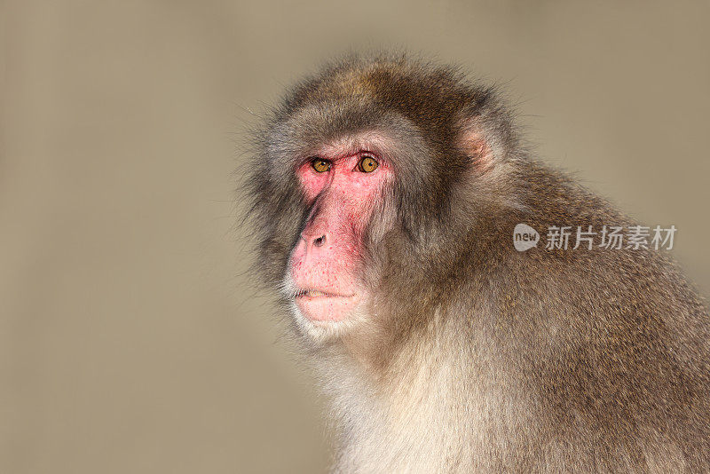 日本猕猴(Macaca fuscata)，又称雪猴